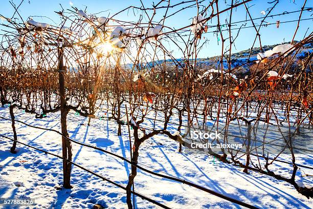 Vineyard In Winter Stock Photo - Download Image Now - Winter, Vine - Plant, Vineyard