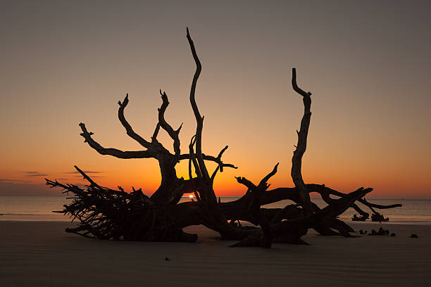 lever du soleil à travers bois flotté sur jekyl island en géorgie. - driftwood wood water sunrise photos et images de collection