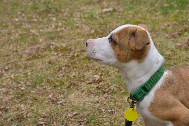 istock Attentive Puppy Pink Nose Green Collar 527884914
