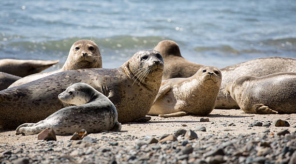 istock Harbor Seals posing in the pacific coast beaches. 527884954