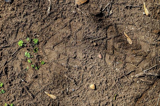 Sprout of grass on the ground