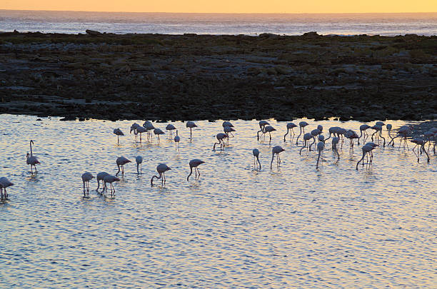 Flamingo Beach Flamingos on the beach during sunset kommetjie stock pictures, royalty-free photos & images