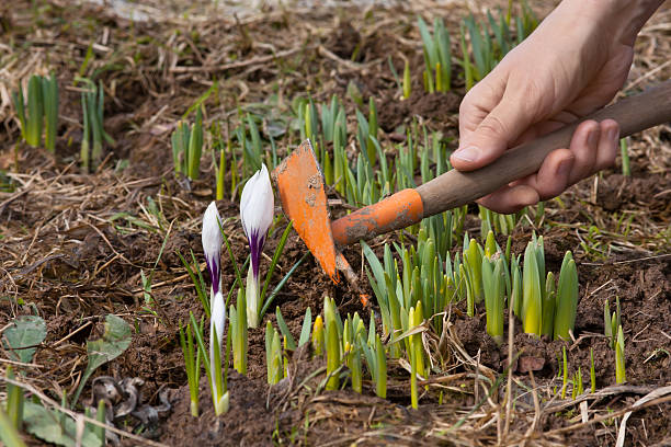 istock hands weeding of flower bed 527886960