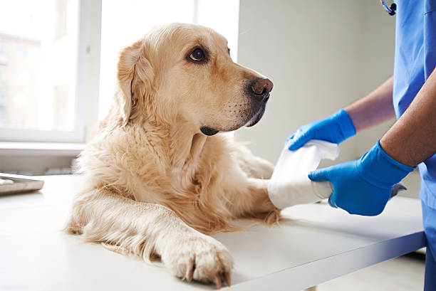 Tierarzt wickelt Bandage um das Bein eines Hundes