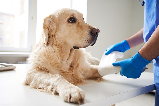 Veterinarian wrapping bandage around a dog's leg