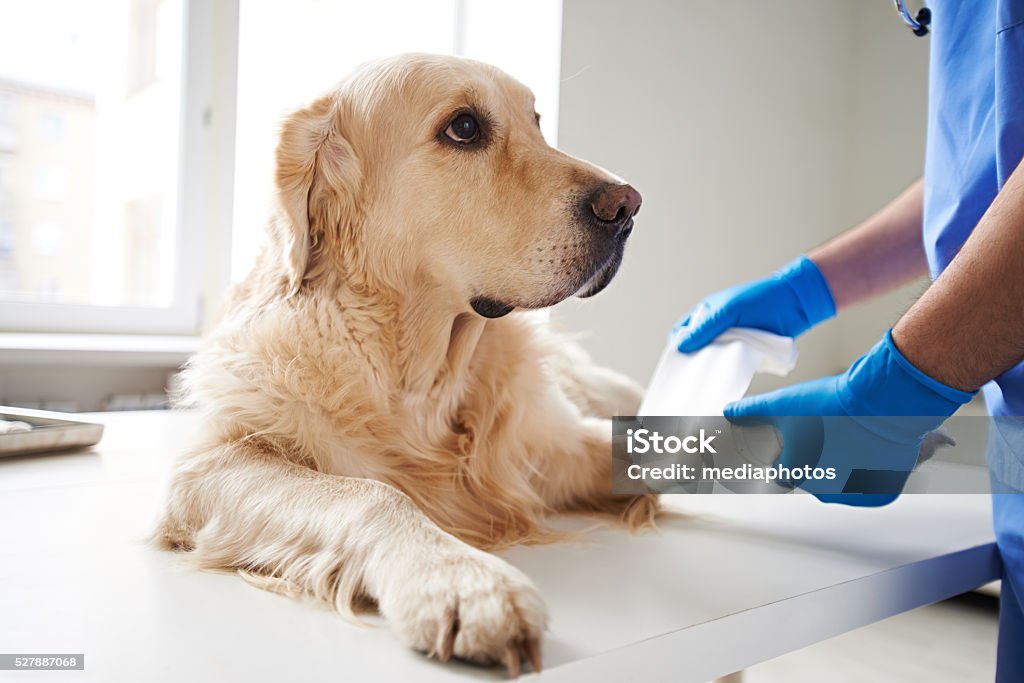 Helping injured dog Veterinarian wrapping bandage around a dog's leg Dog Stock Photo