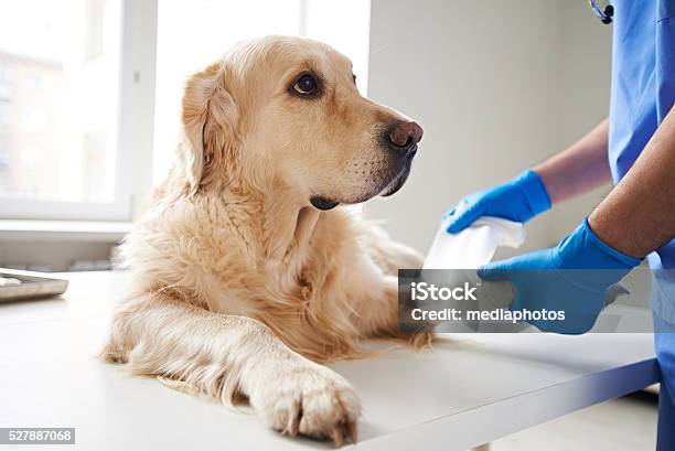 Helping Injured Dog Stock Photo - Download Image Now - Dog, Veterinarian, Animal Hospital