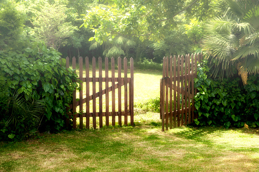 Wooden Open Door and Fog at Garden.