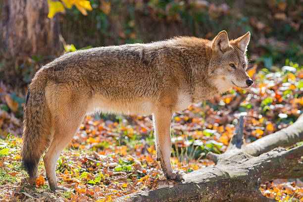 istock Alpha male Coyote 527888256