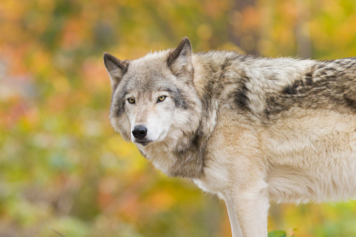 Alpha male timber wolf in autumn forest