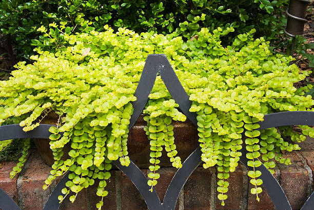 Jenny strisciante Lysimachia Aura centrale di stacco - foto stock