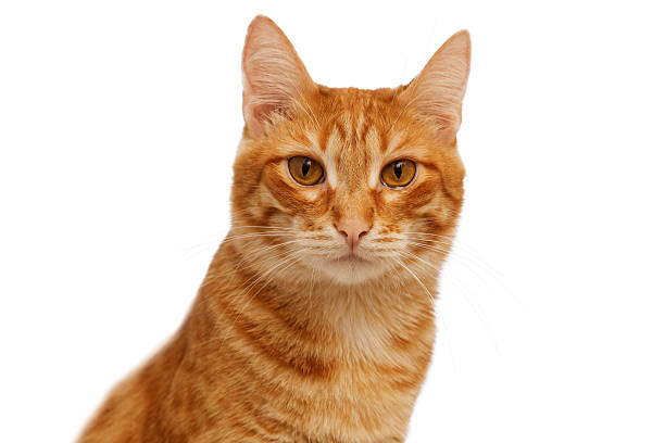 istock Head of ginger cat isolated on white 527890478