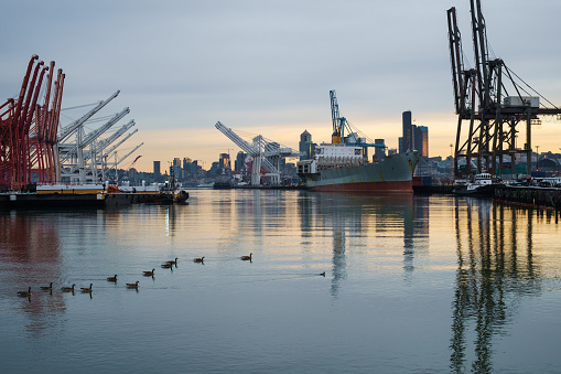 Ducks on the Duwamish Waterway amidst container ships and cranes at Harbor Island, Seattle, WA