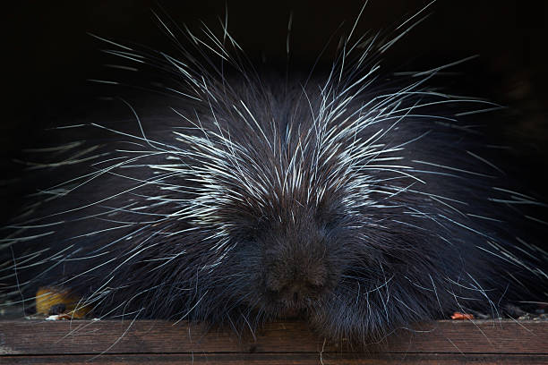 istock North American porcupine (Erethizon dorsatum). 527891176