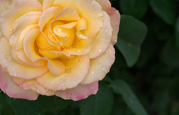 istock Yellow rose with water drops in nature 527891346