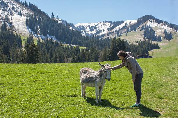 istock Beautiful girl stroking a donkey. 527892650