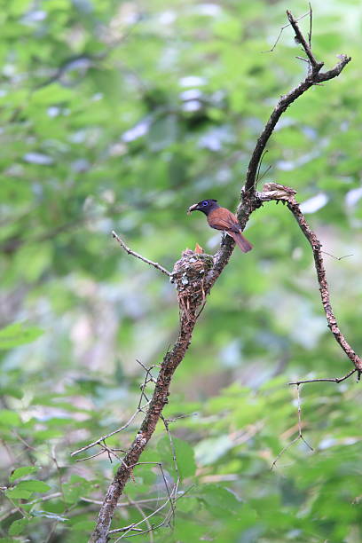 istock Japanese Paradise Flycatcher 527893350