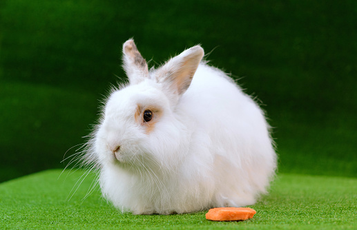 Decorative white angora rabbit closeup. On lawn with a carrot. Fluffy and cute bunny.