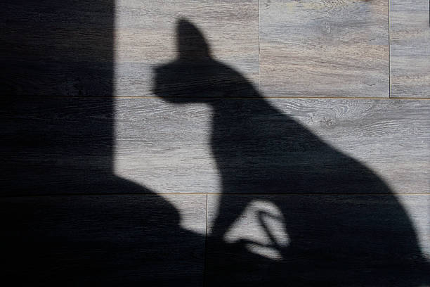 istock Sphynx cat silhouette on the wall 527893724
