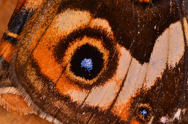 Close up of the iridewcen, translucent scales on and around an eye spot on aCommon Buckeye butterfly wing