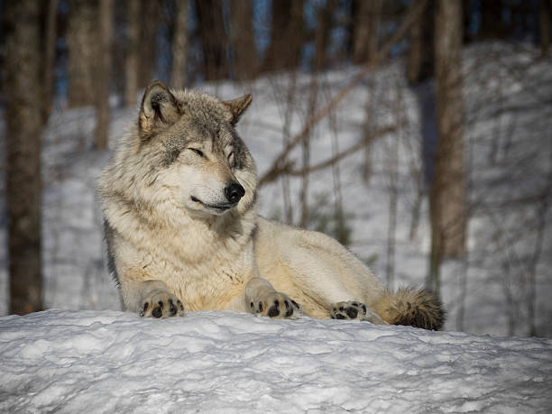 istock Wolf in the winter woods 527894124