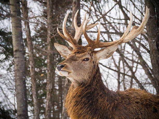 istock Elk in the winter woods 527894428
