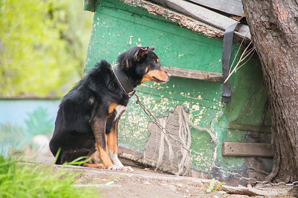 istock Skinny black dog on a chain 527894540
