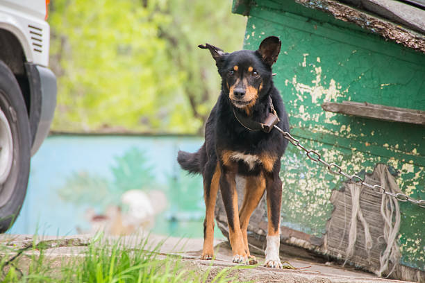 istock Skinny black dog on a chain 527894598