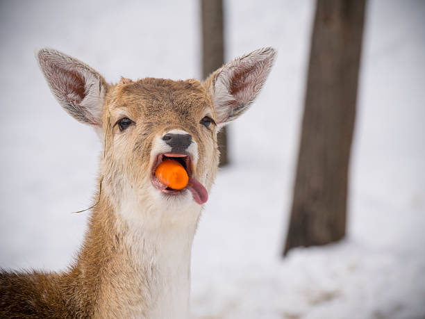 A deer in winter in the snow.