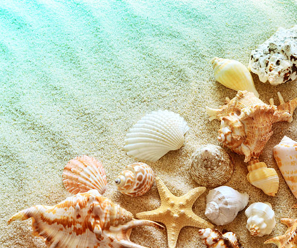 istock seashells on the summer beach with sand 527895850