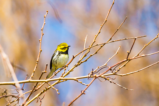 Tiny Black-throated Green Warbler In Point Pelee National Park, Ontario Springtime
