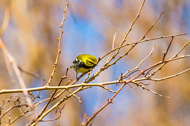 istock Black-throated Green Warbler 527896114