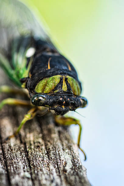 istock Close-up Cicada on old wooden Fence post 527896446