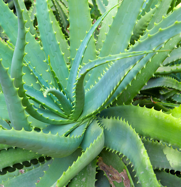 istock Close up Aloe Vera Plant. 527897504