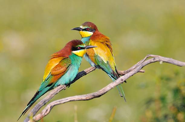 Couple of bee-eaters on leafless branch