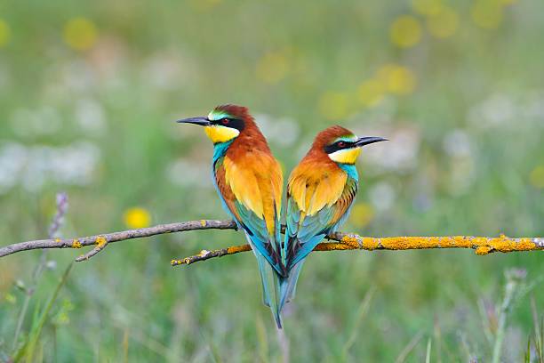 istock Couple of bee-eaters on leafless branch 527897712