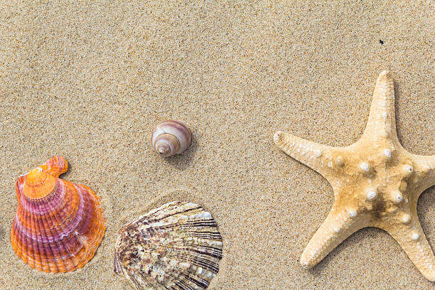 istock Beach background top view sea shells stars 527899498