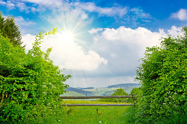 Colorful landscape with field and tree.Summer landscape with green grass and clouds.