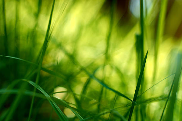 istock Fresh green grass. Abstract nature background 527901562