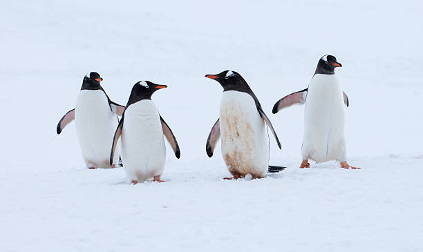 istock Gentoo penguins walking in snow in Antarctica 527901688