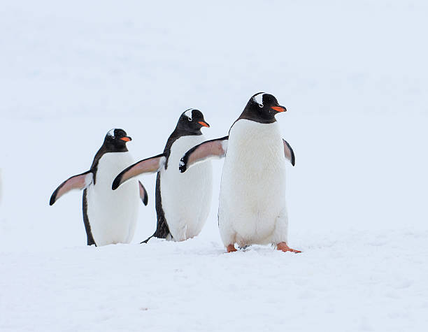 istock Gentoo penguins walking in snow in Antarctica 527901712