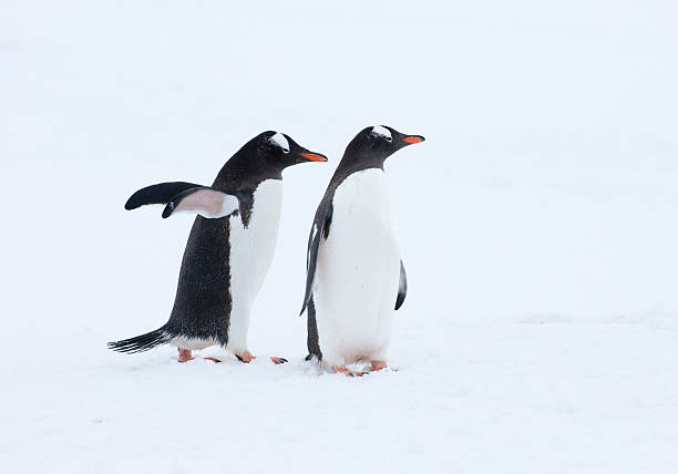 istock Gentoo penguins walking in snow in Antarctica 527901956