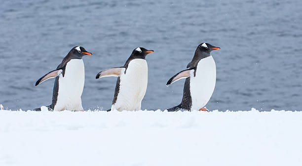 젠투 펭귄 도보여행에 눈 안타티카 - bird black penguin gentoo penguin 뉴스 사진 이미지