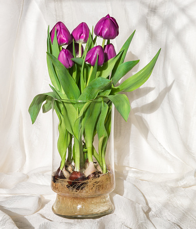 Magenta tulips growing in water in a glass vase - bulbs and roots in full view, shadows on light drapery background.