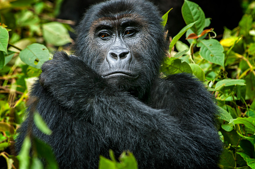 Portrait of a female gorilla in a group of Eastern Lowland Gorillas (gorilla beringei graueri). 