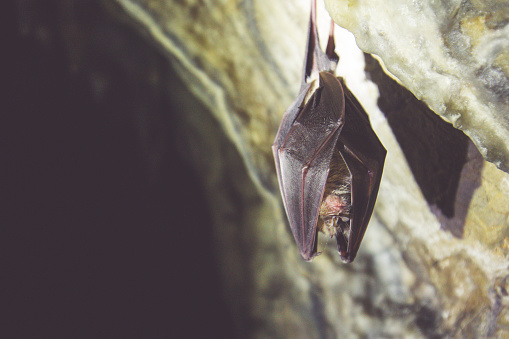 Bat hanging off the wall in a cave