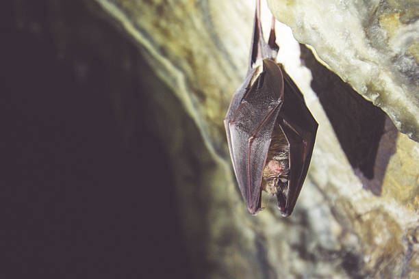Bat hanging off the wall in a cave Bat hanging off the wall in a cave bat animal photos stock pictures, royalty-free photos & images