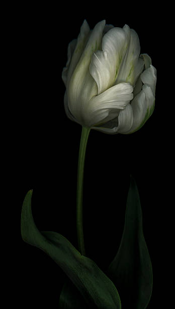 istock Green and White Parrot Tulip 527904854