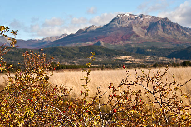 outono cores da patagónia em el boliche, bariloche - tree patagonia autumn green imagens e fotografias de stock