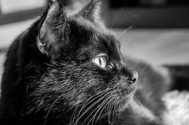 istock Black cat looks into the distance 527905018